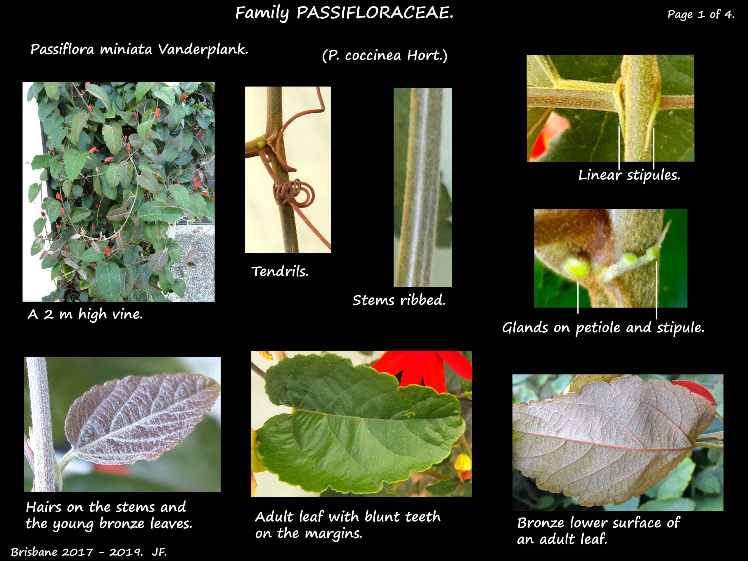 1 Passiflora miniata vine & leaves